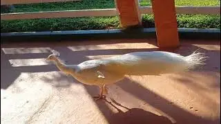 O pav&atilde;o branco #Anim&aacute;liaPark #Fam&iacute;lia Recesso 2025.