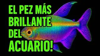El pez m&aacute;s brillante del acuario 🐠✨ | EL TETRA DEL  CONGO