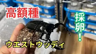 今年初！ウエストウッディオオシカクワガタの採卵