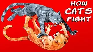 Cats DUEL Fight - Tutorial