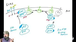 PI3K/Akt pathway - part 3: PI3K regulation