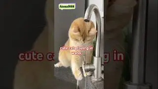 Funny Cat Plays with Water Faucet at Home | Cute Kitty Splash Time!#vidioshort #funny #atena988