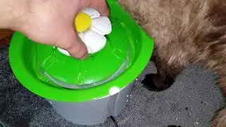 Cat it Flower water fountain unboxing and first look