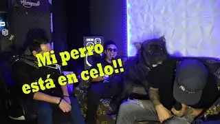 Mi perro nunca descansa.! siempre est&aacute; activo   #quitarandehay