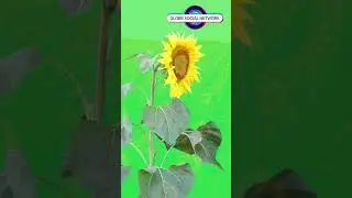 The sunflower&rsquo;s cultural significance begins with the indigenous peoples of North America. #soul