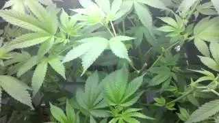 Hydroponic chem. 91 6 weeks old dwc system