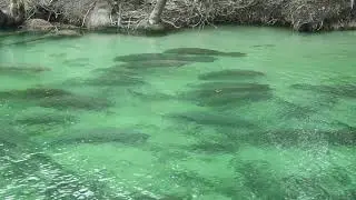 Herd of manatees