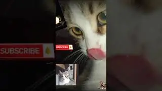 #kitten #cat #pleasesubscribe #fypシ #micko #cute #kitty #funny