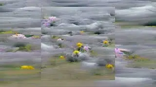 Fragmented Sky - A Field Of Flowers