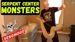 The Most Venomous Snakes in the World