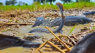 top hand fishing - catching a lot of fish at rice field by hand a fisherman skill