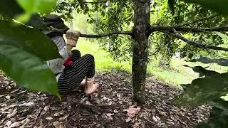 Nutmeg Harvest Season: The Sound of Blessings Falling from the Trees