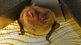 Bat In The Patio Umbrella