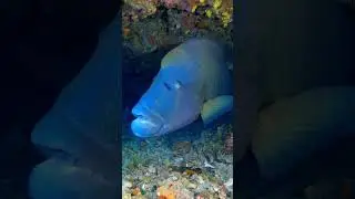 Рыба-Наполеон одна из самых крупных коралловых рыб в мире, самый большой из семейства губанов