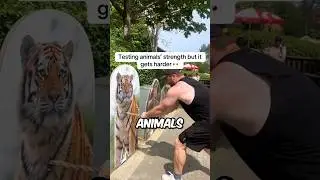 Man Vs Animals #shorts
