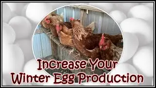 Increasing Winter Egg Production