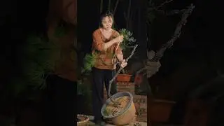 2 super bonsai products in 10 hours #bonsai #bonsailife #bonsaitree #분재