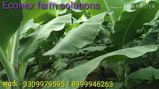 केळी जी ९  जातीला भरगोस वाढ जबरदस्त काळोखी