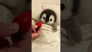 OH~So Cute! Sleepy Little Penguin Needs a Midnight Snack 🐧✨ #Cute #Penguin #Fluffy #Adorable