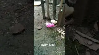ayam lucu