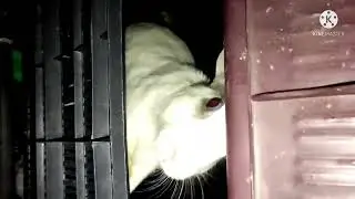 rabbit sex video khargosh meeting Kaise karta hai video