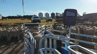 Automatically weighing 800+ Sheep an hour with the Te Pari Racewell Sheep Handler HD4
