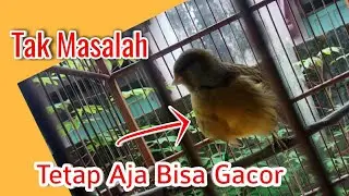 CARA MERAWAT KENARI - KENARI BULU TEBAL AGAR CEPAT GACOR - CANARY BIRD - SHORTS