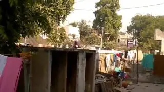 Monkey playing with towel