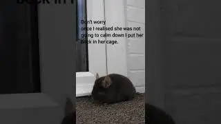 Chinchilla barking at the sound of an aeroplane #shorts