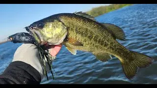 Topwater frog bass fishing in the CA Delta