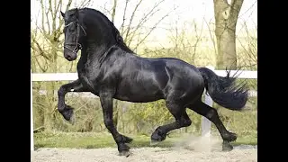 Stal Okkema's Royal - Yme x Hinne - Stallion - 2021 - 1.62m