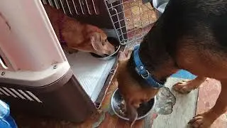 Betty-Food aggression test with dog.