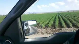Cotton 2011 :)