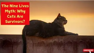 The Nine Lives Myth: Why Cats Are Survivors?