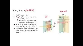 The Animal Body - Shapes, Planes, Cavities
