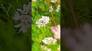 #music #garden #winter #nature #flowergarden#mere chhat k dhania ka update bagiya ki mahak