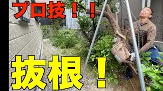 【抜根】庭師が道具を使って効率よくプロの技をお見せします！ゴミを捌く道具の対決もあるよん！