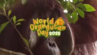 Montage Video World Orangutan Day MPOGCF 2025