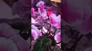 Цикламены. Сорт Hirari Wine Red but Color. Красный виноград.