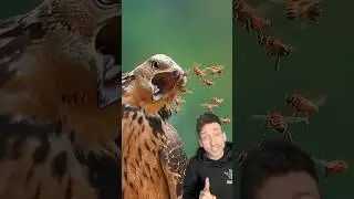 The bee eating bird of prey #honeybuzzard