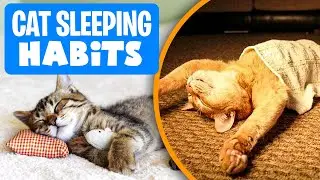 Understanding Your Cats SLEEP Preferences: Why Does My Cat Sleep There