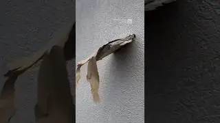 First-person view of Kentucky storm damage