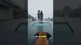 Dog rescuing people from flood 🤯#dog #rescue #rescuedog #rescueanimals #dogs #animals #mrbeast