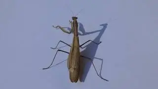 Mantis Gemeine Europ&auml;ische Gottesanbeterin Leshahnl Maringgele Praying (Mantis religiosa)