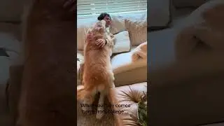 Old dog turns back into puppy!