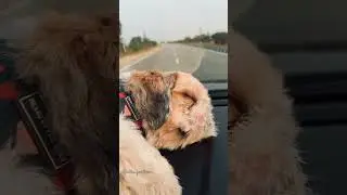 Travelling is always fun with furry buddies