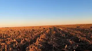 Layout Goose Hunt