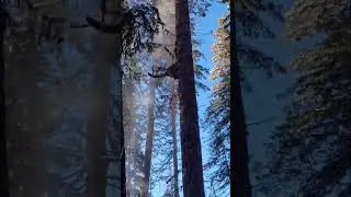 Wild cat climbing down gigantic tree like bolt