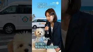 📰 강펫뉴스 | 부산 펫택시 고발 인터뷰