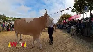 Fleckviehschau Willisau 2024